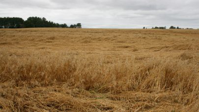 Havreåker med legde Einar Strand