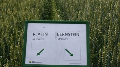 Sortsf hostvete Foto Einar Strand