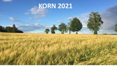 Bilde Korn 2021 Foto: Annbjørg Ø. Kristoffersen