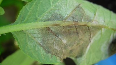 Torrate underside