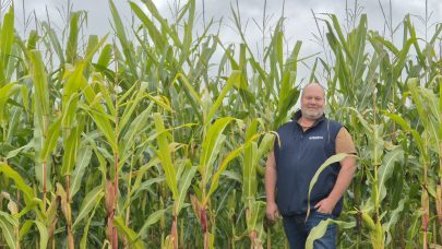 Maisen hentet seg godt inn igjen med varmen i sommer. Foto: Juni Solstad Karlsen