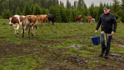 Beite uten gjerder ML