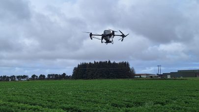 Gjødsling av gulrot med drone
