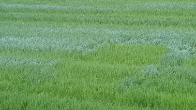 Gras Svanhild Bakke