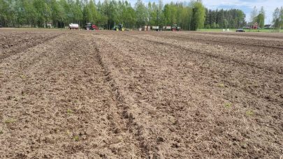 Skalharv utvintret for setting