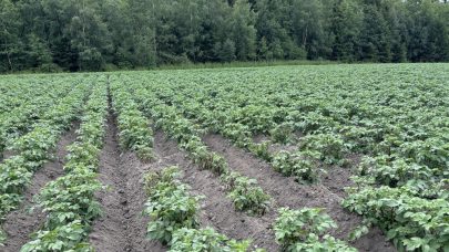 Torrate 2 Asterix primaer nyinnkjopt Rade 03072024 CJE