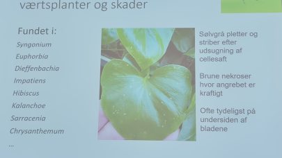 Tripsbekjempelse